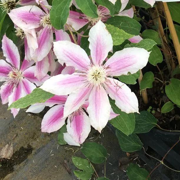 Carnaby Clematis (Clematis Carnaby) Hero Img